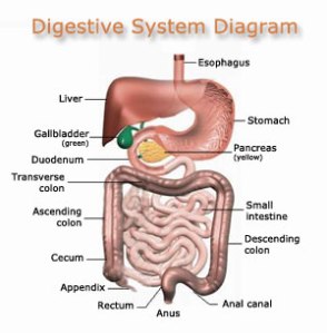 digestivesystem