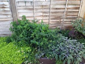 Oregano, Rosemary, Lemon Balm and Sage